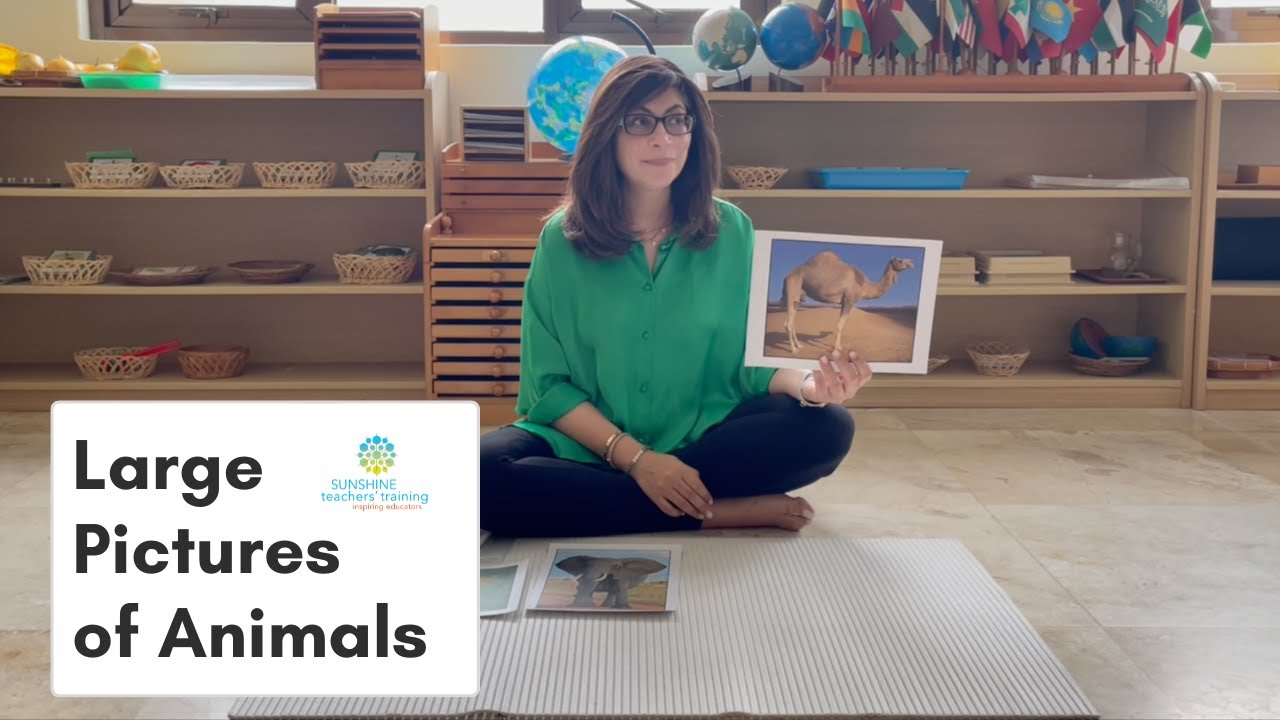 Montessori Zoology - Large Pictures of Animals