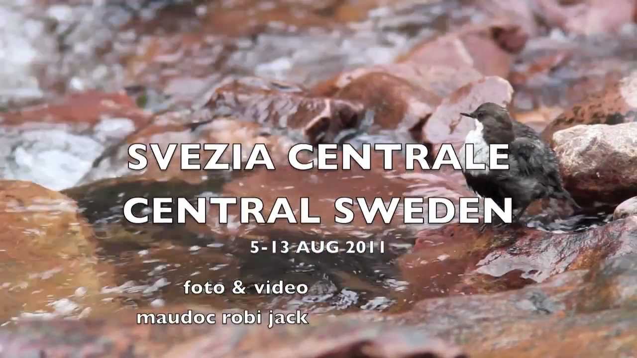 (Birding in) Sweden
