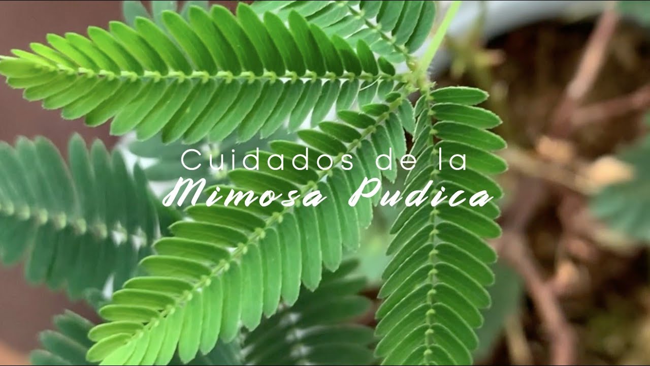 Cuidados de la Mimosa Púdica, planta sensitiva o Moriviví 🌿 | ¿Por qué me animé a cuidar de una?
