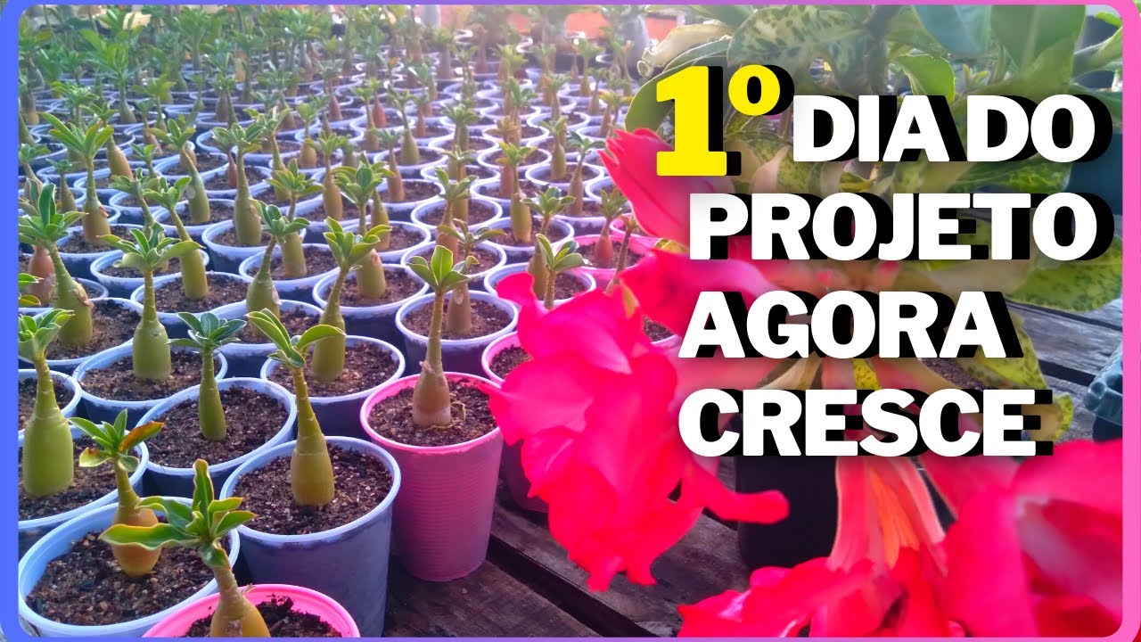 COMO FAZER A ROSA DO DESERTO CRESCER {REGANDO}