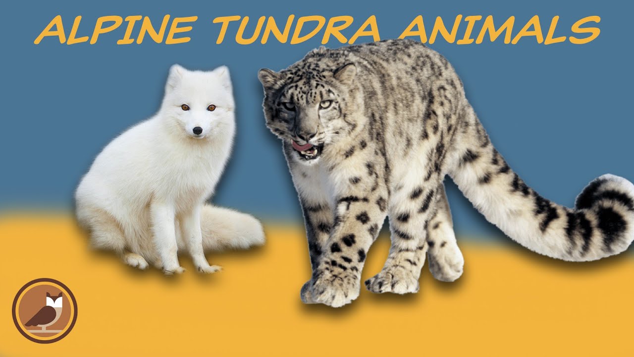 Animals of the Alpine Tundra Biome 🐐 Snow Leopard, Wolverine, Mountain Goat, Pika...