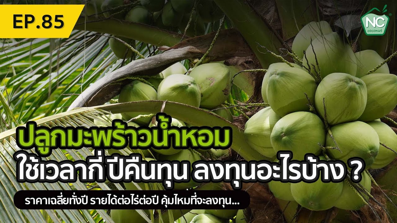 ปลูกมะพร้าวน้ำหอม กี่ปีคืนทุน ลงทุนเท่าไหร่ NC coconut Farm EP.85