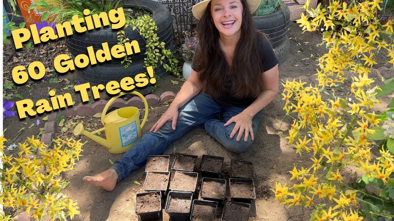 Golden Rain Tree - Beautiful Heat Tolerant Pollinator Magnet!
