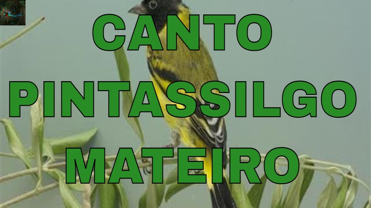 O Melhor canto pintassilgo mateiro  pra encarte de filhotes