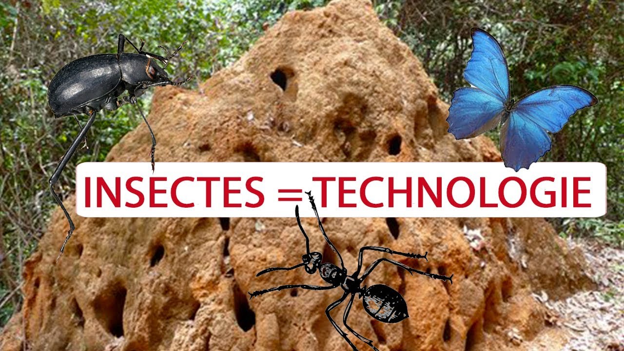 4 insectes qui ont inspiré la science !  -  Science et Vie TV