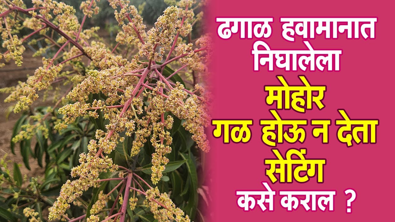 #ढगाळ #हवामानात निघालेला #मोहोर #गळ होऊ न देता #सेटिंग कसे कराल?।#Doctor_Kisan#आंबा#फळ#market#mango।