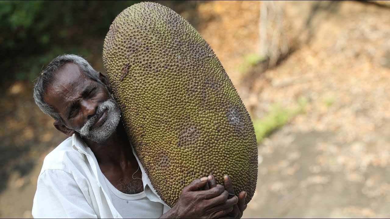 KING of JACK FRUIT Tasting My DADDY / Village food factory