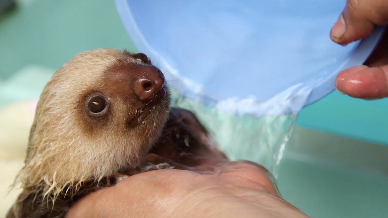 How a Sloth Gets a Bath