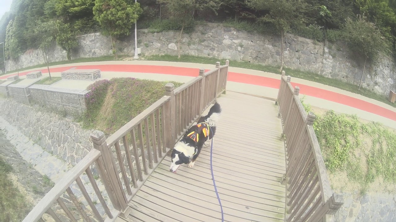01.06.2019 Cooper - Mantrailing Buddies / Mantrailing K&ouml;pekleri