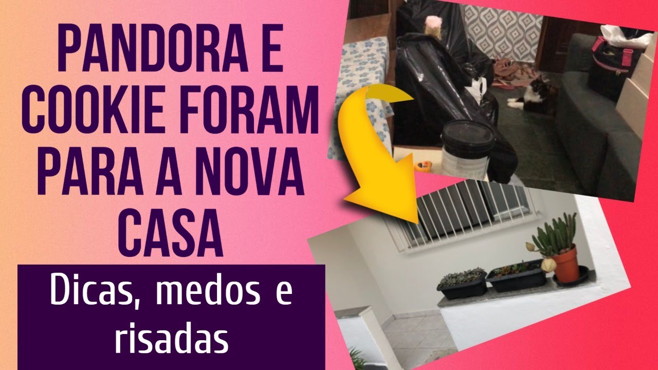 Mudan&ccedil;a com GATOS? | Dicas para tornar essa tarefa menos estressante
