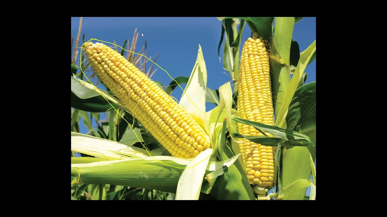 Crop Science Q & A | Basics of genetics in crop science