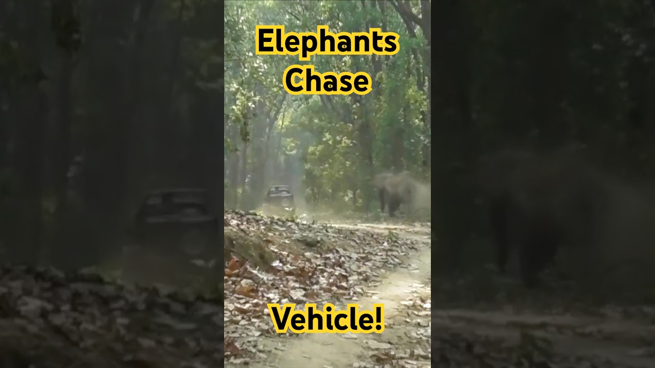 Elephants Chase Vehicle!