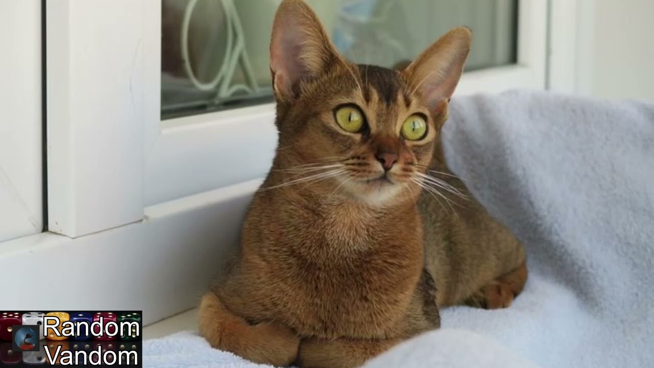 Abyssinian all the facts.