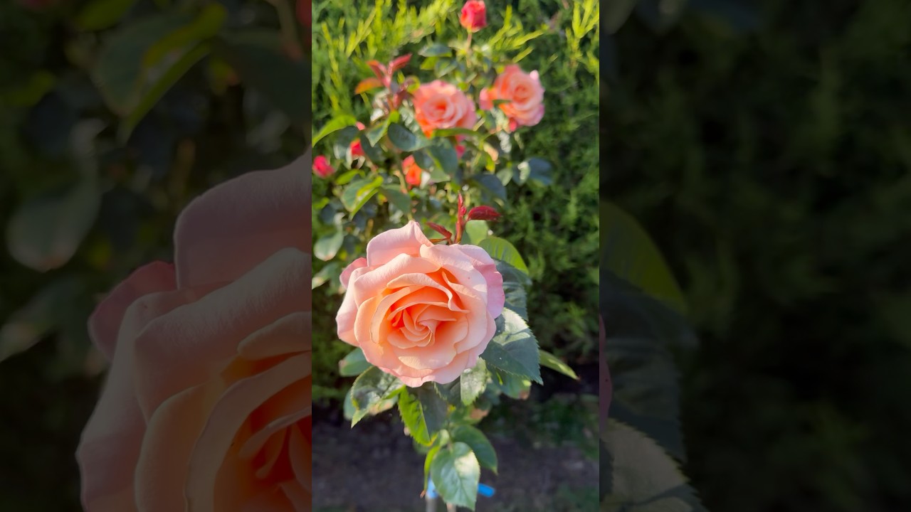 Роза Мой Дорогой Друг | My Lovely Friend | питомник Фрайерс #розы #роза #цветок #сад #дача #садовод