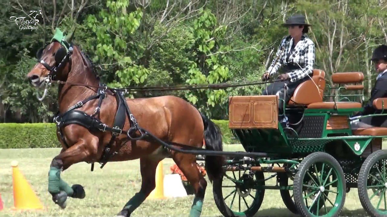 Atrelagem etapa II Quinta da Baroneza - Elegância e técnica