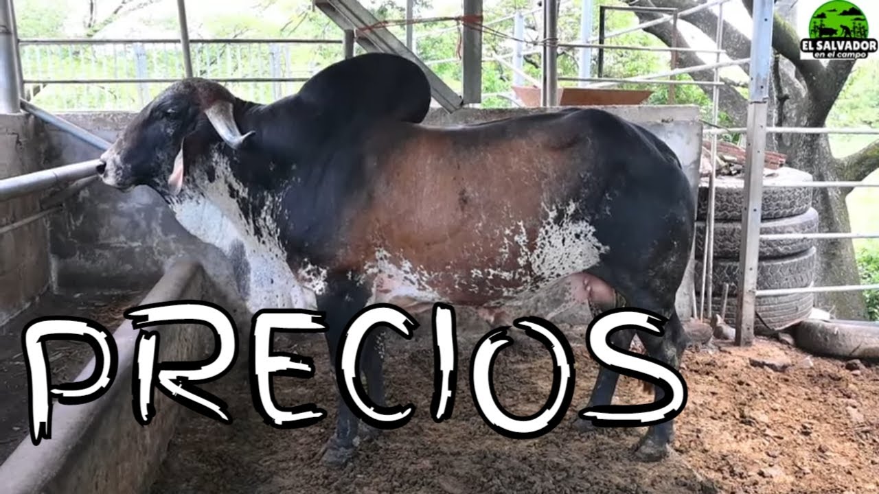 Gyr Holstein Brahman Precios incluidos en Ganaderia GS-El Salvador en el Campo
