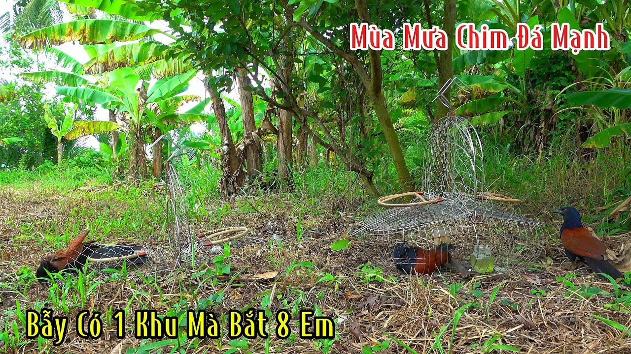 Trúng Mánh Bầy Chim Đá Quá Mạnh  | Đam Mê Săn Bắt