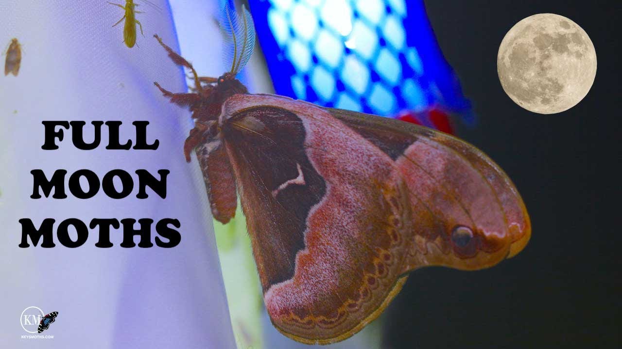 TULIP TREE SILK MOTHS AND MORE   MOTH COLLECTING IN NORTH CAROLINA WITH UV BLACK LIGHTS ON FULL MOON