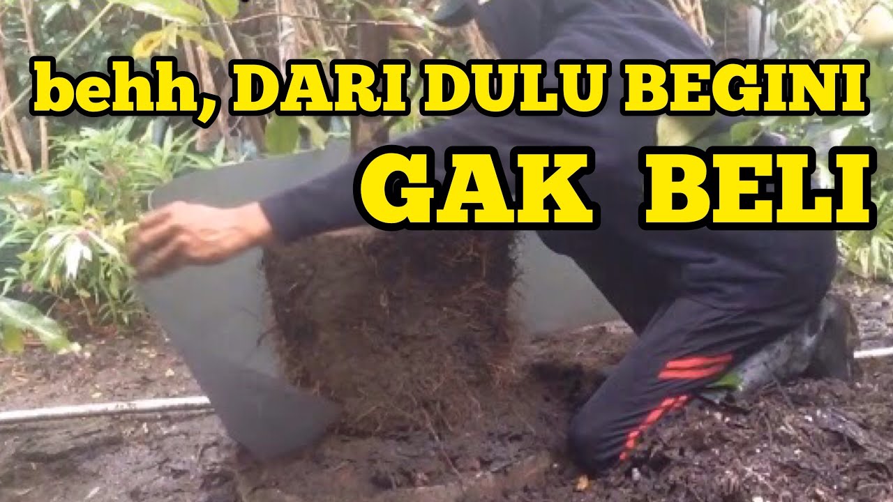 POT UNTUK TANAMAN BUAH BUATAN SENDIRI AGAR TABULAMPOT JAMBU MADU, ALPUKAT, MANGGA BERBUAH