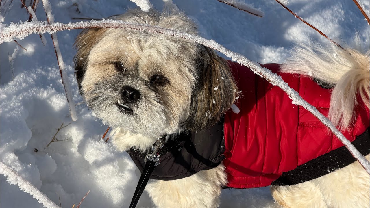 (Shih Tzu)Weekend fun!🐕‍🦺❄️🏔️☀️