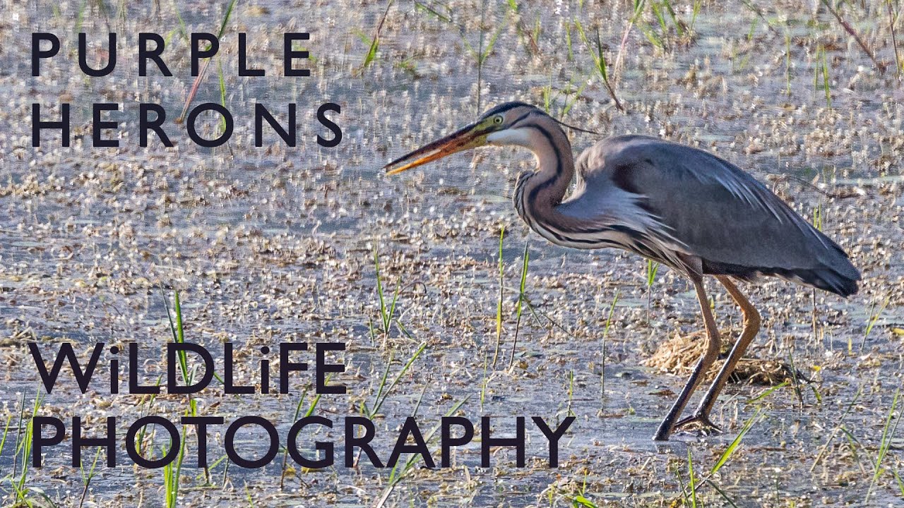 Stunning Purple Herons : filming wild birds at Lake Kerkini in Greece