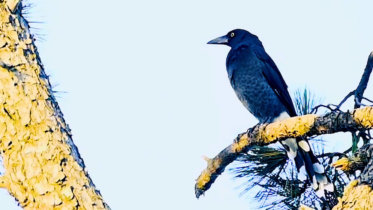 Grey Currawong | 84/1993