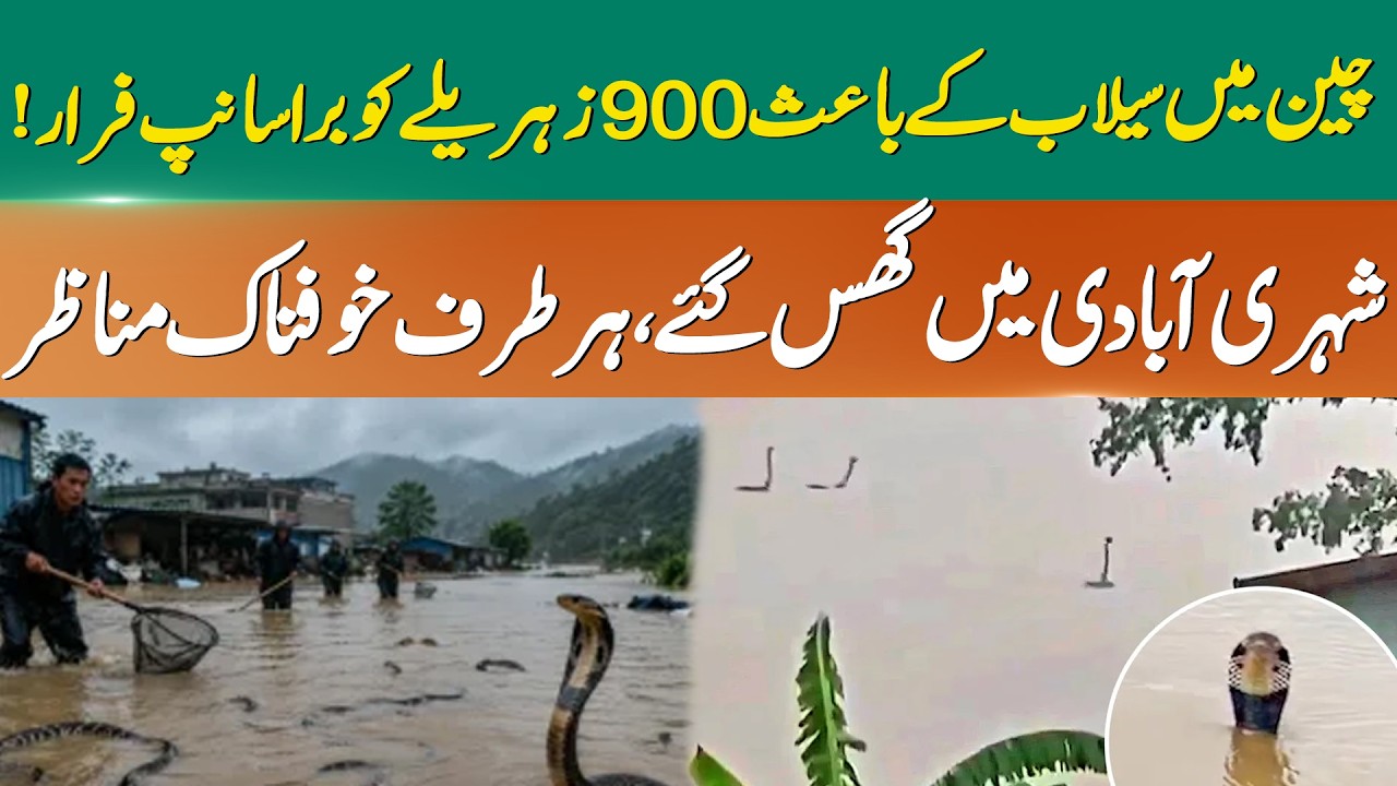 900 Snakes Escape in China Following Heavy Floods|Residential Areas on High Alert| 365 News