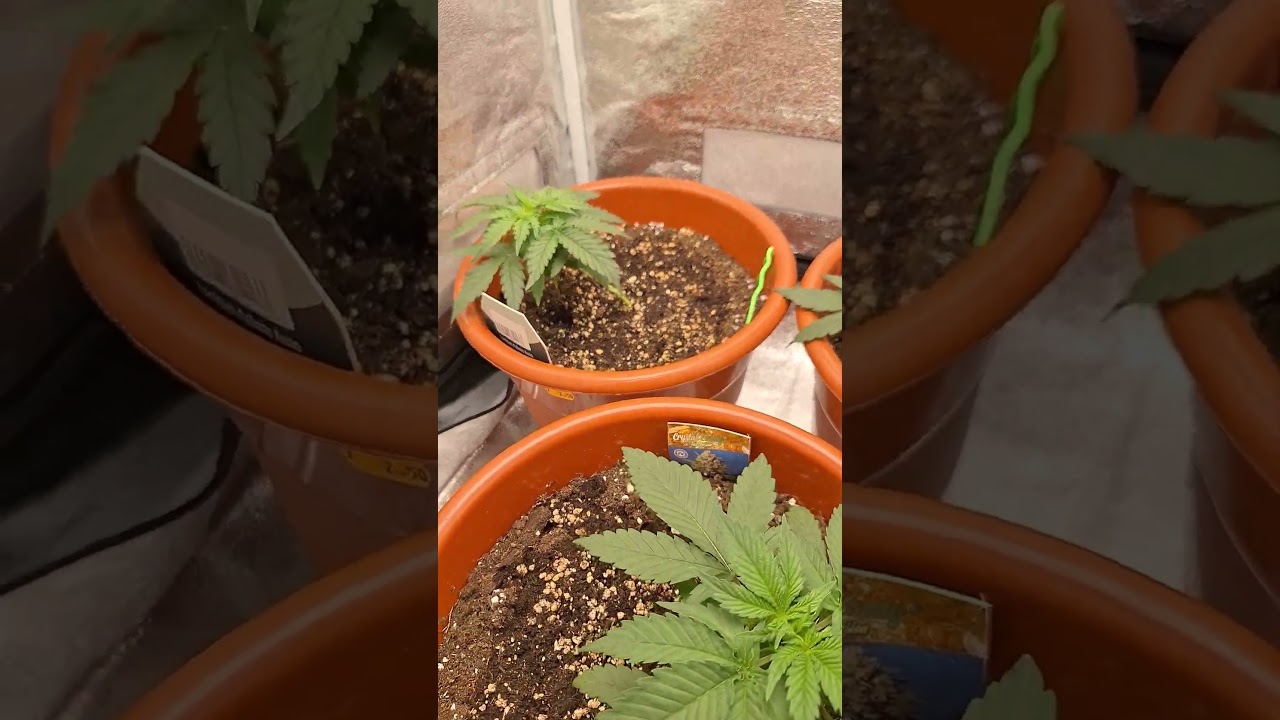 Gelato Mint Auto - Cookies Gelato Auto - Cristal Candy Auto. 21 dias desde a germina&ccedil;&atilde;o