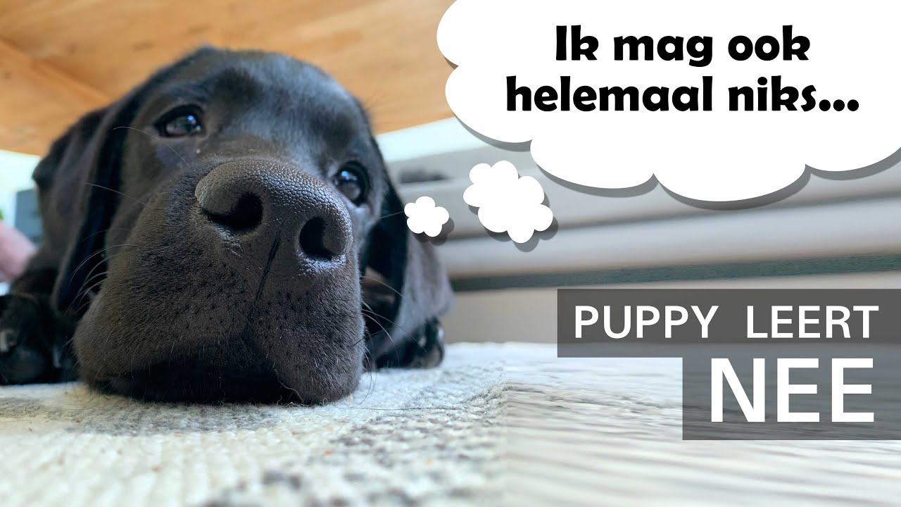 Puppy het nee commando leren - Kip aflevering 14