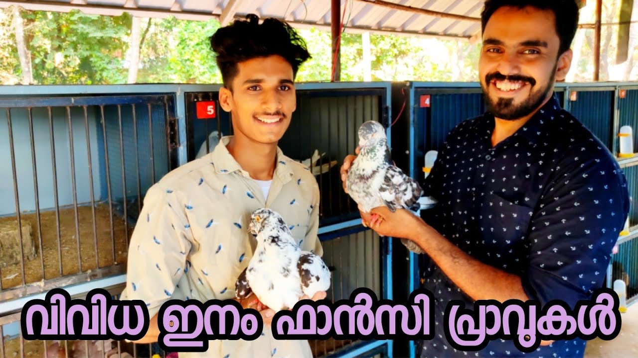 പറവ, വിവിധ ഇനം ഫാൻസി പ്രാവുകൾ  for sale. നല്ലഒരു pigeon loft കാണാം .