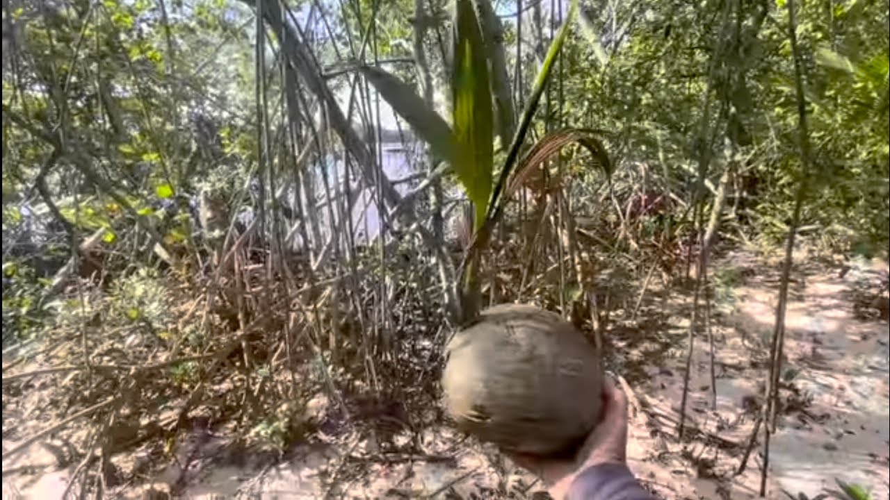 Invasive Coconut Palms of Florida