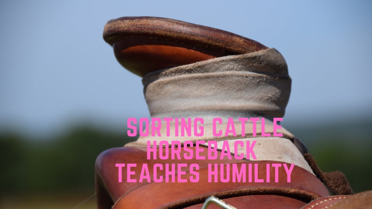 Sorting Cattle Horseback Teaches Humility and Servant Leadership