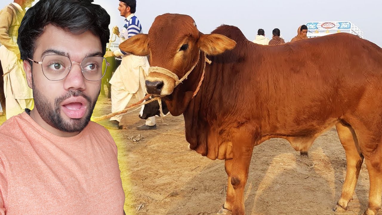 Qurbani Ke Liya Konsa Janwar Loun ? | Mandi Vlog 😍