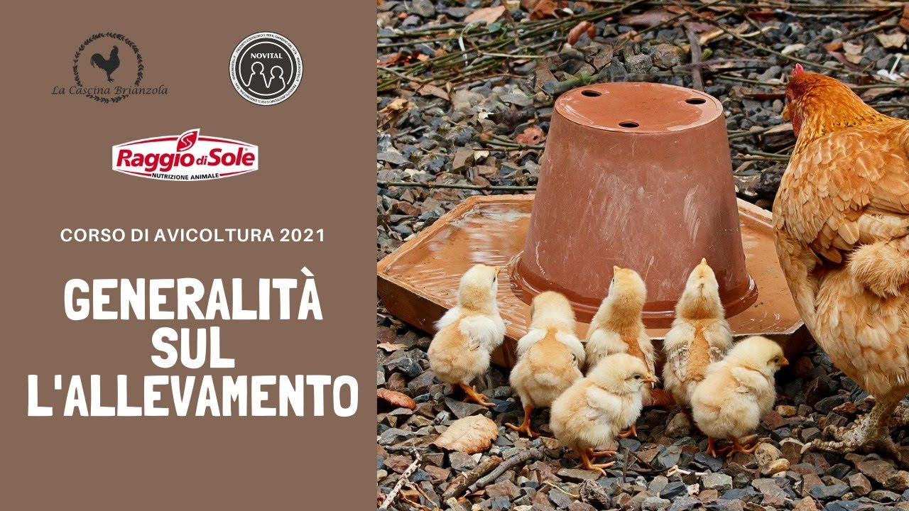 Corso avicoltura 2021 - Generalit&agrave; sull'allevamento