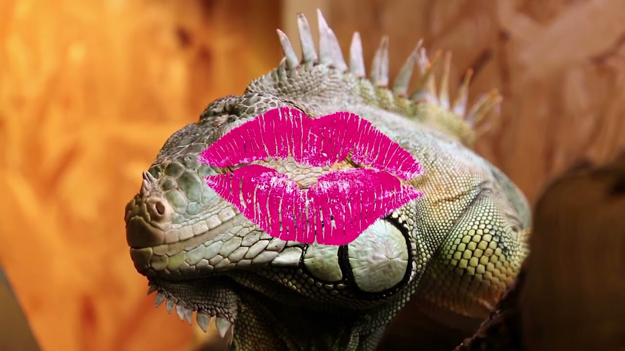 🦎 Kirt's Lizard Kisses Blooper-MoxieTalk with Kirt Jacobs 🦎