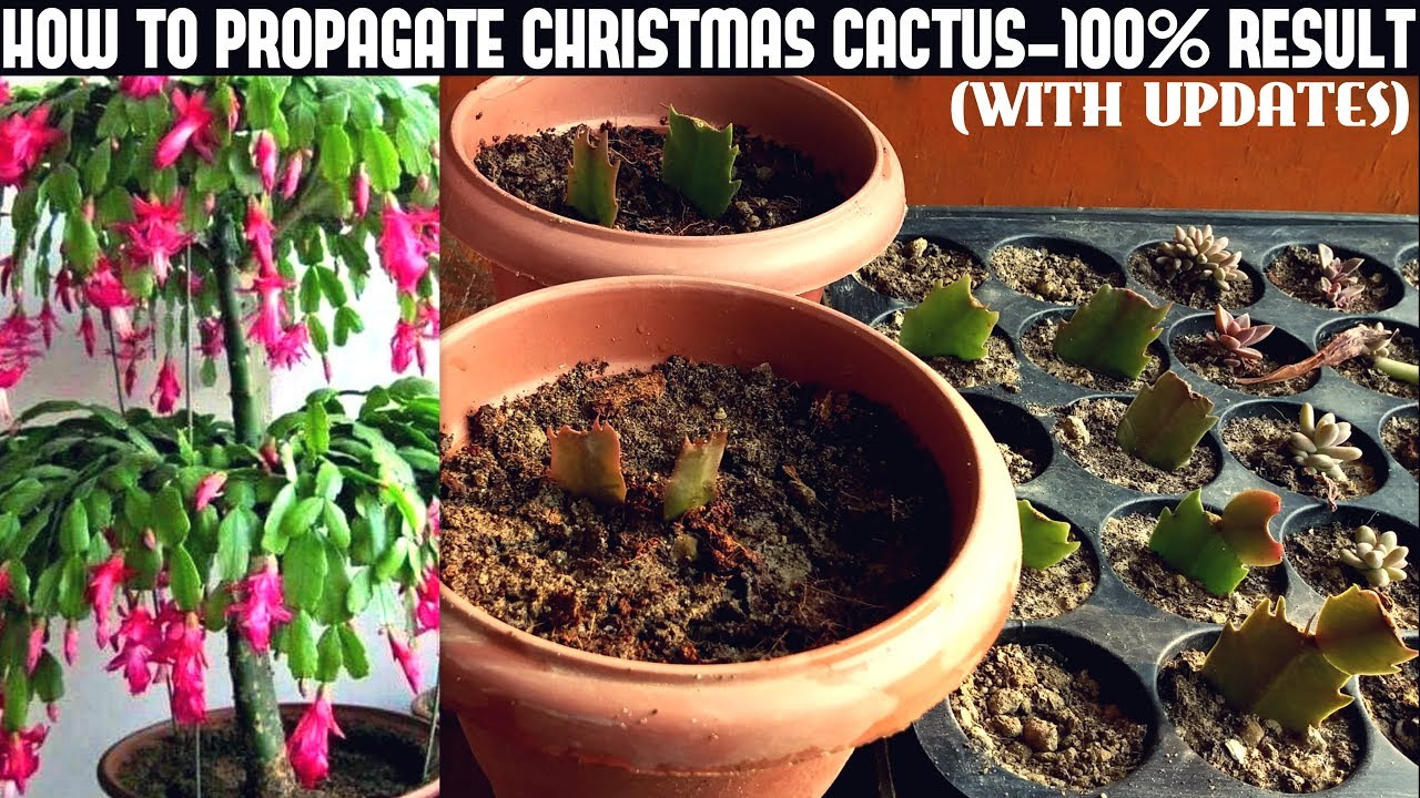 How To Propagate Christmas Cactus-100% Success