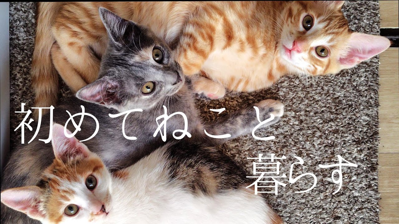 こんな3匹のネコと生きていきます