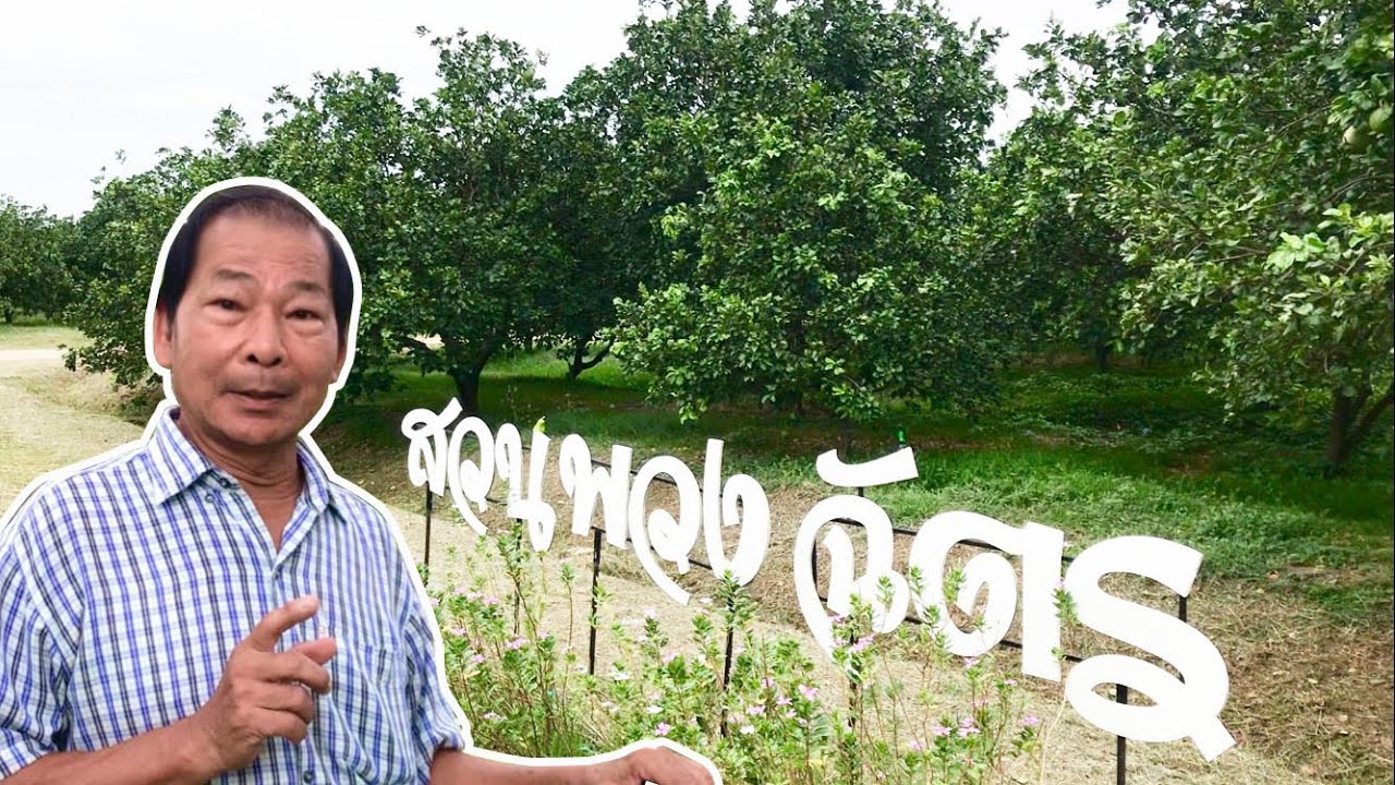 ส้มโอปลอดสารพิษ นอกฤดู สวนส้มพวงฉัตร