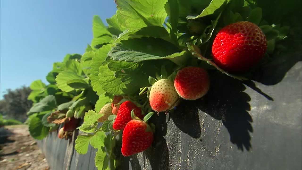 Strawberries - Growing