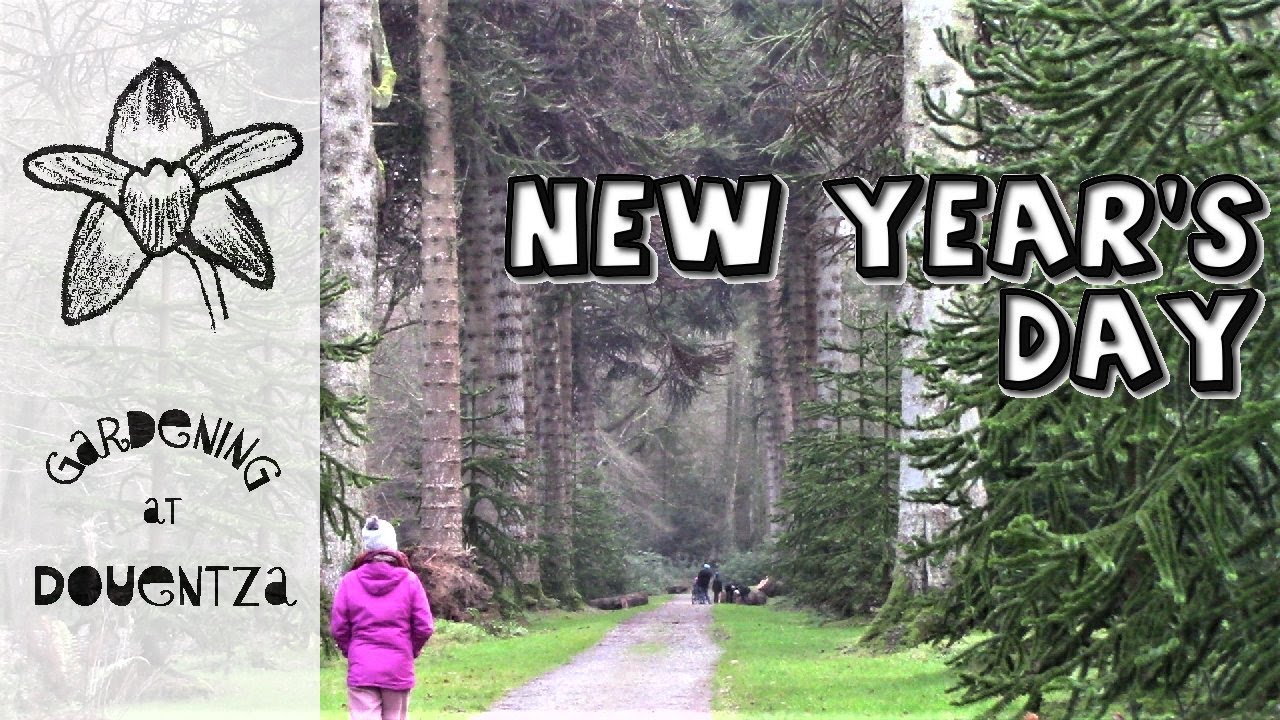 New Year's Day - primordial trees & new beginnings - Woodstock Gardens