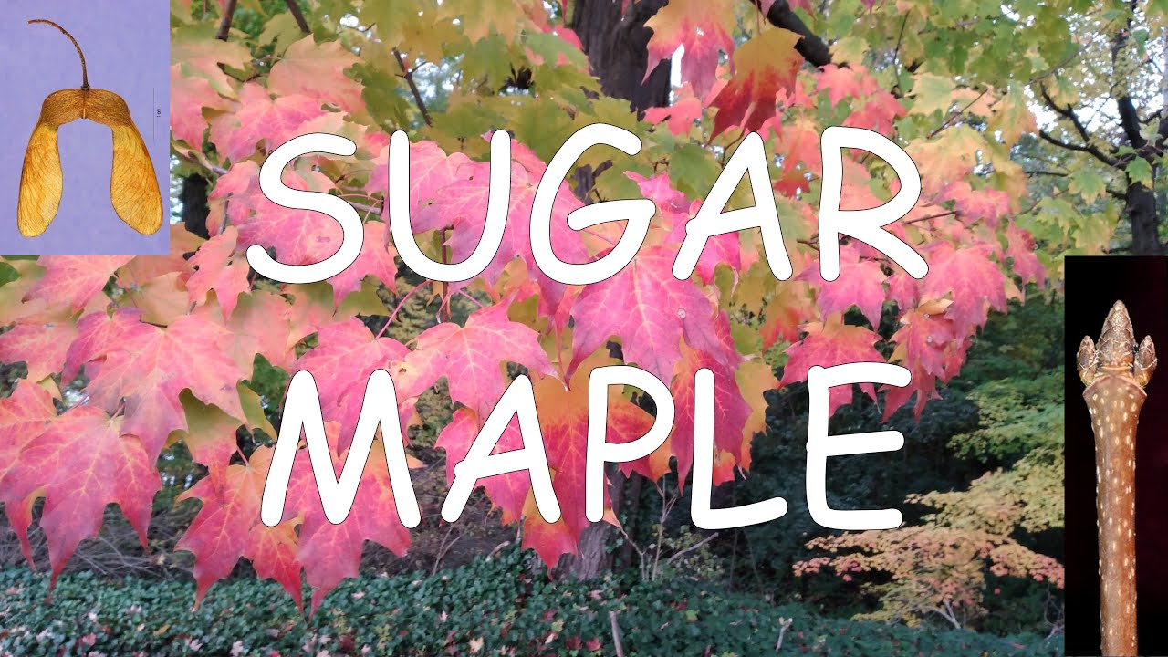 How to identify sugar maple (Acer saccharum) | TREE ID #10