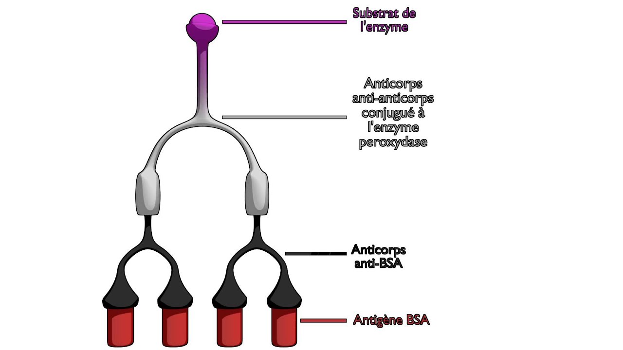 Principe du test Elisa