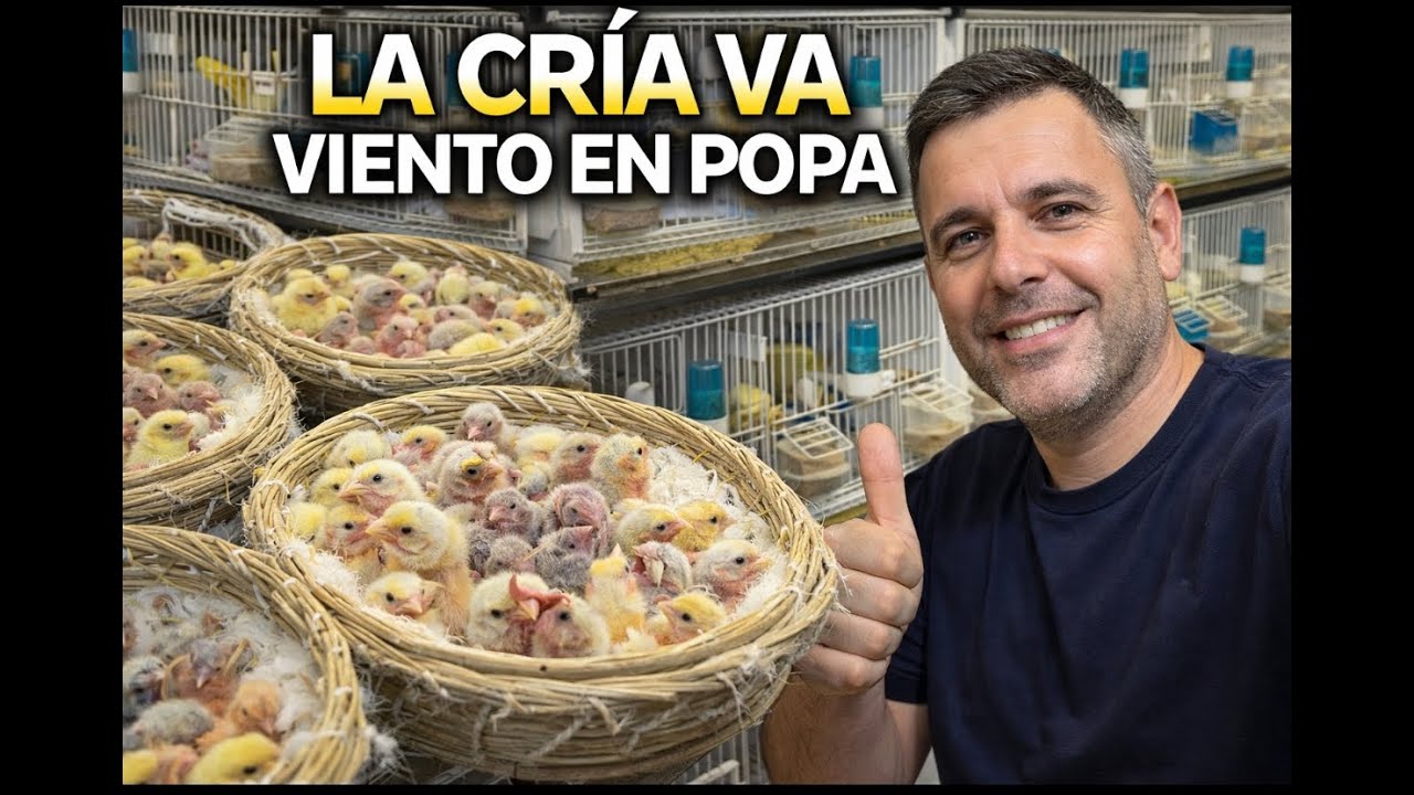 ESTO VA VIENTO EN POPA, DE MARAVILLA