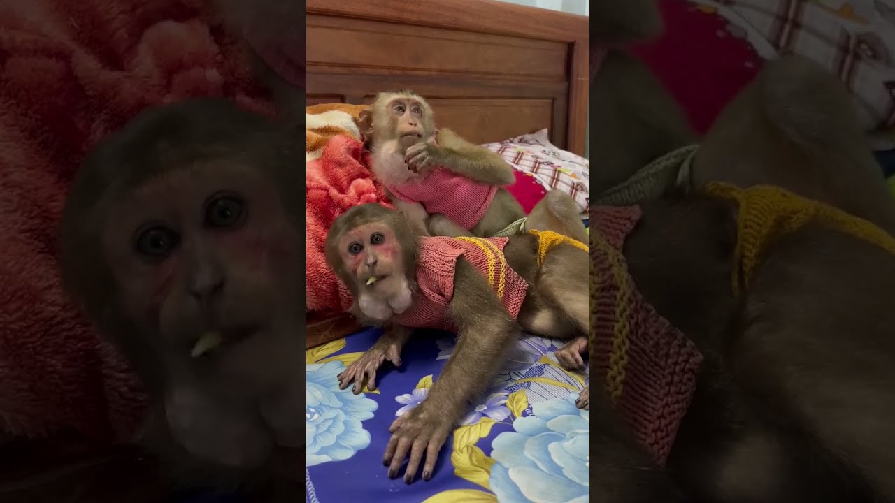 monkey Sam & Asher lying side by side like lovers#shorts
