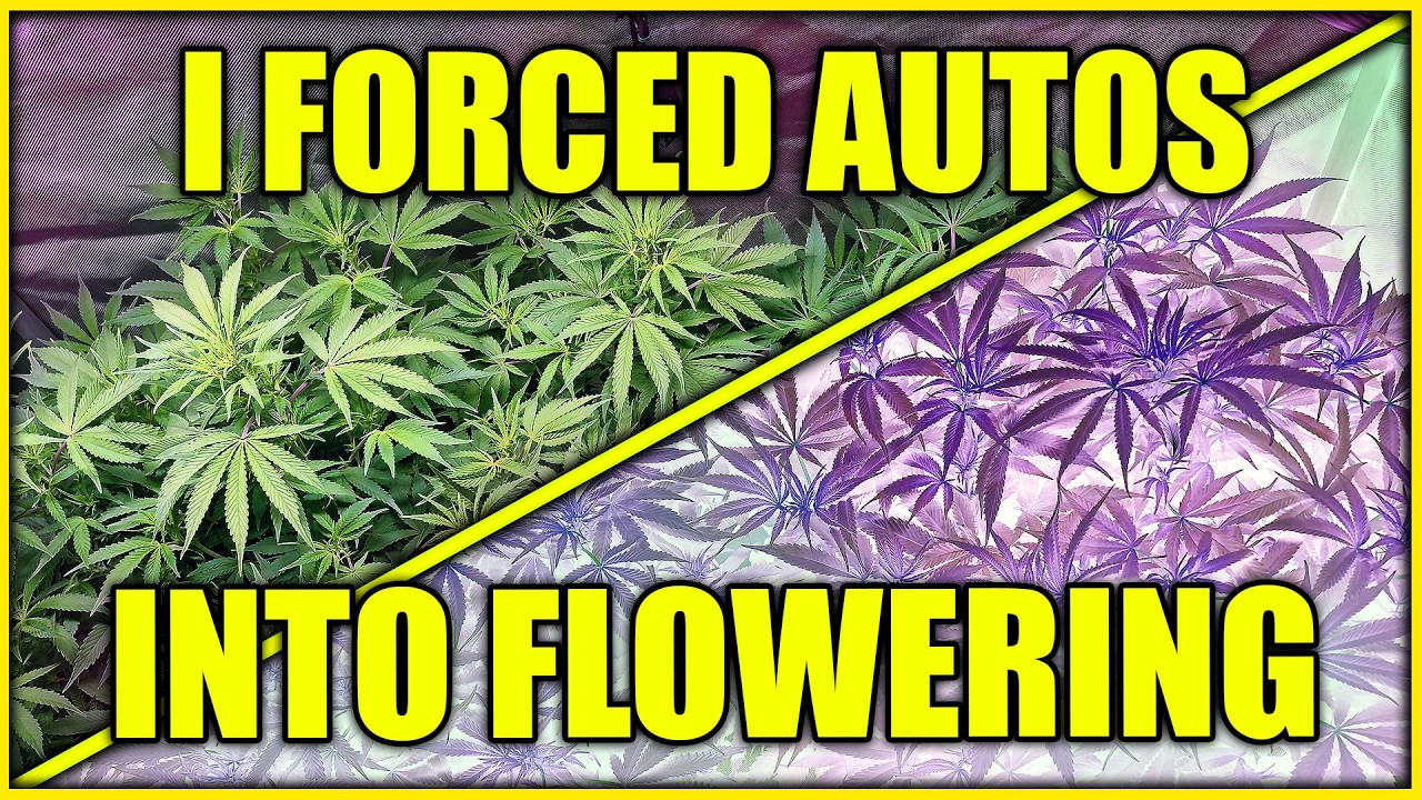 I FORCED AUTOS INTO FLOWERING -  w/ MARSHYDRO iControl 2.0