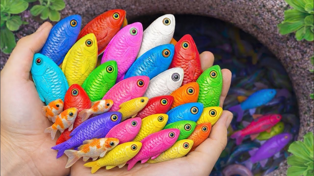 Tangkap Ikan Cantik yang Lincah, Ikan Molly, Guppy & Platy – Susah Banget Tapi Seru
