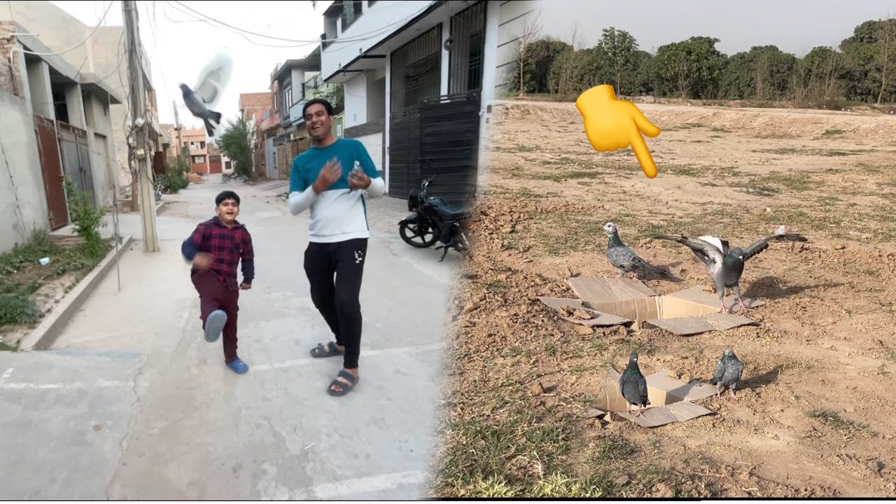 Pegions Trap kiay, Shayan ne Azad kr diay😃