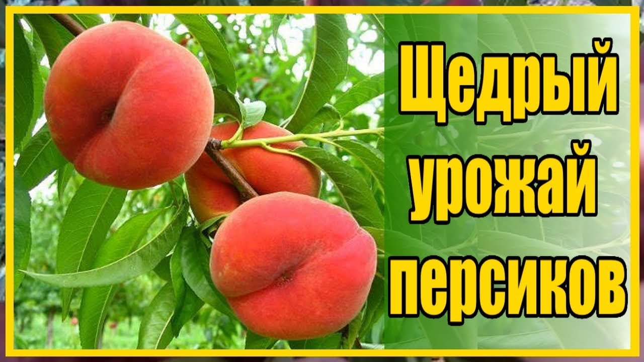 ХОЧЕШЬ БЫТЬ С ПЕРСИКАМИ ДЕЛАЙ ТАК! / ВЫРАЩИВАНИЕ ПЕРСИКОВ В СУРОВОМ КЛИМАТЕ