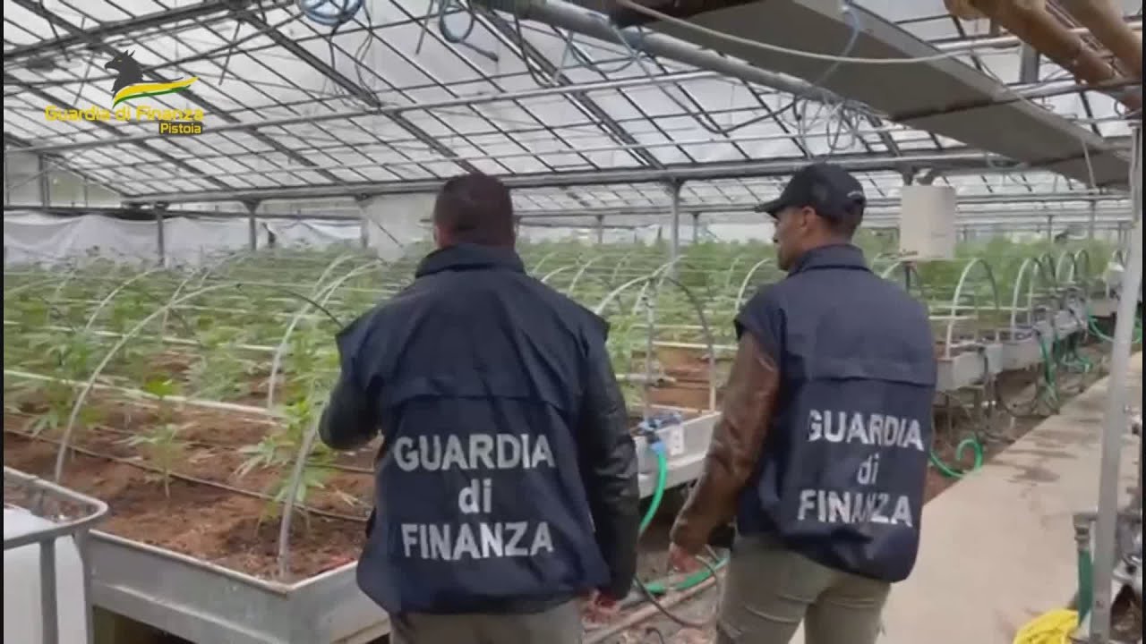 Pescia: scoperta una piantagione di cannabis in serra