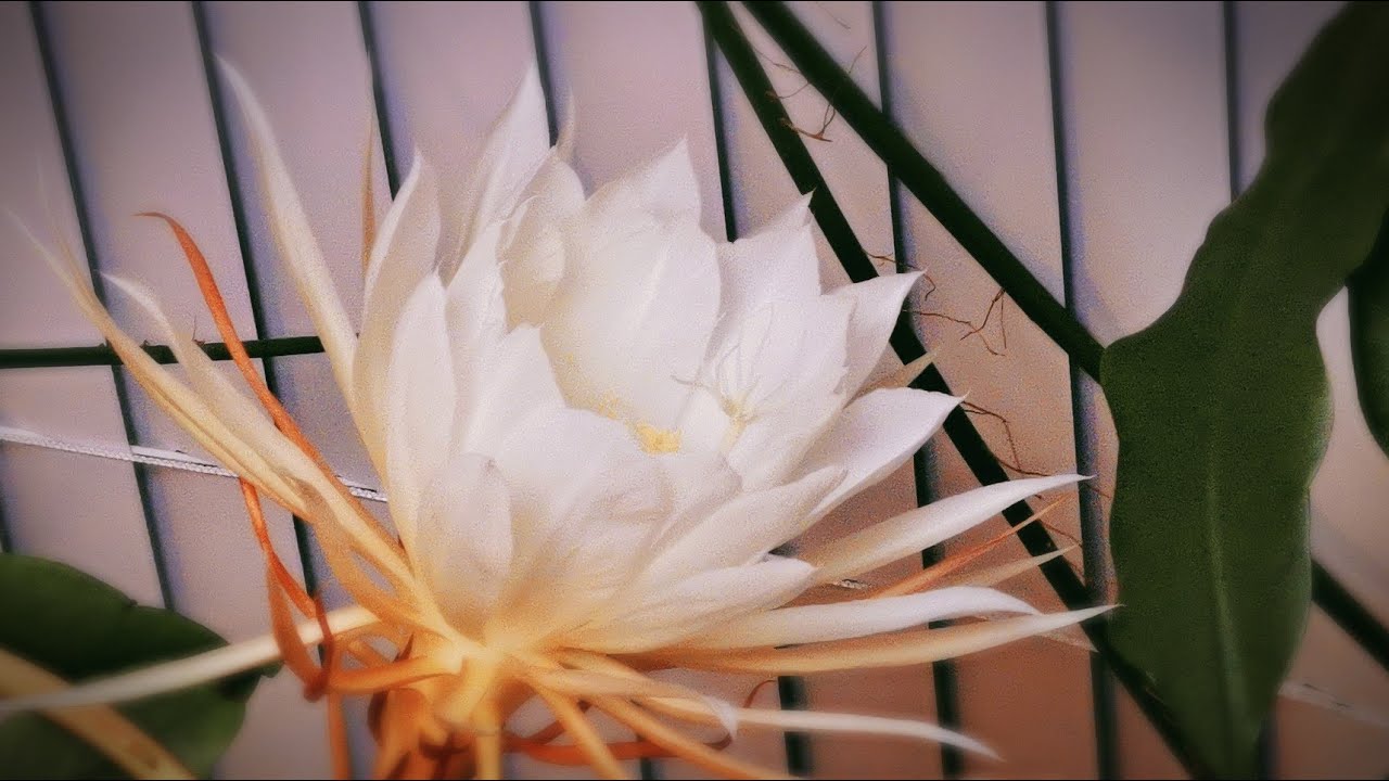 茗厨第五十五篇 昙花三吃